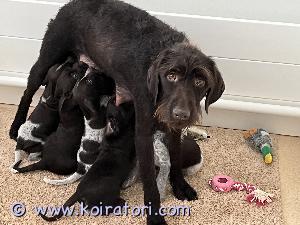 MYYDääN metsästyskoiranpentuja www.koiratori.com-ilmoitus Suomessa 20.2.2023 syntyneet pennut etsii uusia koteja. Emä saksanseisoja, isä saksanseisoja/käyttölinjainen englannin springel spanieli, molemmat ovat erittäin riistaverisiä. Pennut luovutetaan 17.4.2023 jälkeen madotettuina, sirutettuina ja eläinlääkärin tarkistettuina. Vain metsästäviin koteihin. Lisätietoja saa soittamalla.