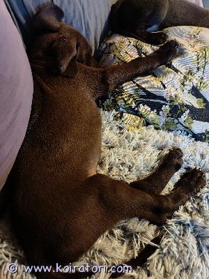 MYYDääN saksanseisoja www.koiratori.com-ilmoitus ????Päällikkö vielä vailla omaa metsästävää kotia ???? 

Pennut syntyneet 22.3.
Käyttöön ja näyttöön sopivia, riistaviettisiä pentuja.  

Ell tarkastettu, madotettu, sirutettu.  valmiina muuttamaan omaan kotiin  ison pentupakkauksen kera. Sekä kasvattajan elinikäinen tuki. 
Tottunut kotielämään, lapsiin, kotieläimiin sekä toisiin koiriin, elävät mukana meidän arjessa ???? 

Sukutaulu: https://jalostus.kennelliitto.fi/frmSukutaulu.aspx?RekNoE=FI13327/20&ReknoI=FI32137/19

Kysymällä saa lisää tietoa: 
Kennel Korvenrinteen

Janne 0504117439
Heli 0406615607

tai Whatsapp