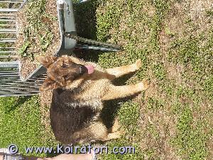 MYYDääN saksanpaimenkoirauros www.koiratori.com-ilmoitus 10 kuukauden ikäinen mustaruskea saksanpaimenkoirauros, täyttää vuoden heinäkuun alussa. Vinski on pieni uros, nartun kokoinen eikä enää kasva.

Se on rekisteröity Suomen Kennelliittoon, Se on myös asianmukaisesti rokotettu ja madotettu.

Vinski on hyväluonteinen, kiltti ja avoin junnu, joka tulee toimeen kissan ja muiden koirien kanssa. Haluaa auttaa ja olla mukana kaikissa hommissa: esimerkiksi jos arvelee pihatöiden olleen liian kauan tauolla, se tuo hanskat ja pensassakset sisälle vinkiksi:) Todella mukava nassu!