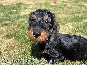 MYYDääN kaniinimäyräkoira www.koiratori.com-ilmoitus Karkeakarvainen kaniinimäyräkoira:  poika. Syntynyt 13.03.23. Hyva FCI  sukupuu, rokotteet, siru, eu-passi. Vanhempien polvet ja silmät on tarkastettu: pl 0/0, silmät- ok. 0037256639147  engl. 