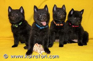 MYYDääN shipperke www.koiratori.com-ilmoitus Kennel 