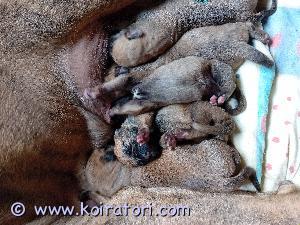 MYYDääN presa www.koiratori.com-ilmoitus 