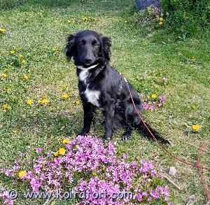 MYYDääN xolo www.koiratori.com-ilmoitus 1,5 vuotias leikkaamaton narttu, xolo- rotuinen, paperiton. 10 kg painoinen ja terve. 

Energinen, vaatii liikuntaa ja tarvitsee vielä koulutusta. Sisäsiisti. 
Rotunsa mukaisesti vahtii kotia ja on epäluuloinen vieraita kohtaan. Ei sovellu perheeseen jossa pieniä lapsia. Mieluiten omakotitaloon maalle. 

Kerrothan yhteydenotossasi millainen koti olisi tarjolla.