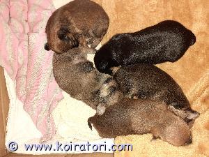 MYYDääN chitoy www.koiratori.com-ilmoitus 2.11. syntyneestä pentueesta vapaana vielä 2 pontevaa poikaa. 
Emo lk.chihuahua ja isä lk.venäjäntoy
Kummatkin vanhemmat ovat terveitä, kilttejä, sosiaalisia, erittäin ihmisrakkaita ja fiksuja, reippaita seurakoiria. Vanhemmilla ei ole allergioita eivätkä pikkukoirille tyypilliseen tapaan ole haukkuherkkiä. Pienestä koostaan huolimatta lähtevät innokkaina myös pidemmille ja vauhdikkaillekin lenkeille. Rakastavat huomiota ja osallistuvat mielellään perheen yhteisiin puuhiin.  Näiden veijarereiden kanssa ei aika tule pitkäksi  
Pennut tulevat luovutusikään 21.12. alkaen, jolloin ovat täyttäneet 7-viikkoa.
Luovutushetkellä pennut ovat kolmesti madotettuja, eläinlääkärin tarkastamia ja sirutettuja. Tästä todistus mukaan. Pennut kasvavat sosiaalisessa ympäristössä tottuen toisiin koiriin ja arjen ääniin. Pennut saavat kasvaa vapaana huoneistossa ja ne saavat paljon ihmiskontaktia. Sisäsiisteyskasvatus aloitetaan jo täällä, samoin kynsienleikkuuseen totutellaan.  
Mikäli tällainen pieni, suuri persoona voisi sopia teidän perheeseen ota yhteyttä puhelimitse. Kerron mielelläni mielelläni lisää pennuista ja vanhemmista. Pennut sijaitsevat Eurajoella Satakunnassa
Puh. 0400-684089 