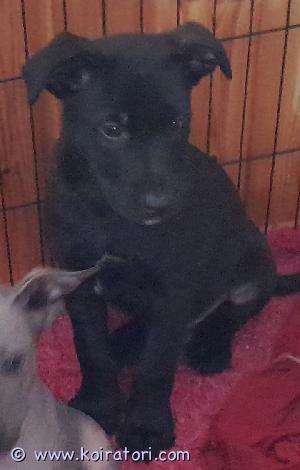 MYYDääN xolo www.koiratori.com-ilmoitus Valloittavat Xolo vauvat valmiina omiin perheisiinsä. Kyseessä siis meksikonkarvatonkoira iso (xoloitzcuintli standard). Xolo on vanha alkukantainen rotu joka on erittäin perhekeskeinen ja hyvin voimakkaasti kiintyvä, älykäs rotu. Vapaana olisi vielä sysimusta upea karvainen poika. Karvainen muunnos on rodussa hyväksytty ja sopii myös vaikka näyttelyihin. Ovat jopa suositeltuja jalostuksessa, koska niillä ei esiinny mm hammaspuutoksia kuten nakuilla lajitovereillaan. Xolo on hyvin terve ja pitkäikäinen rotu. Huumoria ei tule puuttumaan xolon kanssa elävän arjesta. Pentu on rekisteröity, sirutettu, eläinlääkärintarkastama ja useasti madotettu. Ota yhteyttä niin kerron mielelläni lisää pennusta, vanhemmista ja rodusta