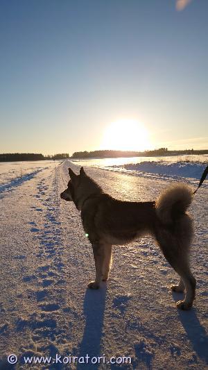 MYYDääN jämtlanninpystykorva www.koiratori.com-ilmoitus Tarpeettomana yli 2.v jämti narttu.kennelliiton rekisrerissä synt.14.11.2021.hyvä luonteinen ja terve ulkokoira.pihavahdiksi/seurakoiraksi