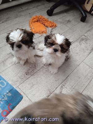 MYYDääN shihtzu www.koiratori.com-ilmoitus shih tzu,uros ja narttu
syntyneet 11.2023 Valko Venäjällä
tuonti 15.03.2024 T2 Helsinki toimituksen sivu -https://www.facebook.com/aleksej.cerihov  tai  voisin tuoda 4 tiellä
Lahti,Jyväskylä,Pihtipudas asti
siru,traces,ched ,rokotuksia ja passi.Eläinlääkäri tarkastus.
Iloinen perhekoira.
Ei lähde kovin paljon karvaa,pohjavillaa irtoaa ja sekin on koirakohtaista. Turkki on helppohoitoinen kun sitä hoitaa säännöllisesti. Turkin voi myös pitää lyhyenä, saa leikattua monelle mallille.Shih tzua voi pitää vapaana hyvin, koska sillä ei ole metsästys viettiä, ja se on tottelevainen.

ei ale ja ei osamaksua.ei ole SKL rekisterissa .Lemikki vaan.
whatsapp toimii 044.918.49.89