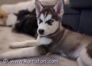 MYYDääN husky www.koiratori.com-ilmoitus Nyt joudun myymään halvalla,pitää lähteä töihin ulkomaille.Eli siperianhusky,oma pentue, vanhemmat omat koirat ,eläinlääkärin tarkistamat ja madotetut tyttöpennut 2 .Täysveriset haskit,siniset silmät. Pennuilla on myös sirut.Hinta 500  watsapp 0469697129