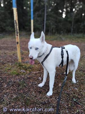 MYYDääN siperianhusky www.koiratori.com-ilmoitus Etsitään loppuelämän kotia 6 vuotiaalle siperianhuskylle. Arka vaatii aikaa tottua uuteen paikkaan. Leikkaamaton ja täysin terve sekä puhdasrotuinen. 