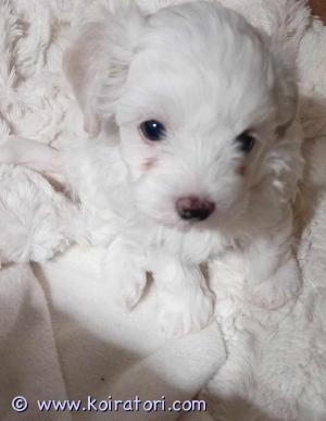 MYYDääN bichonfrise www.koiratori.com-ilmoitus Suomessa 6.3.2024 syntyneet bichon frise pennut. 5 poikaa ja 1 tyttö. Luovutus päivä aikaisintaan 25.4.2024. Pennut käytetään eläinlääkärin tarkastuksessa jossa heidät myös  sirutetaan ennen luovutusta. Pennut ovat saaneet myös madotuksen kaksi kertaa ja kolmas madotus ennen luovutusta uuteen kotiin. Rotu on myös allergia ystävällinen eli ei irtoa karva.
Pennut on sosiaalisia koska kasvanut perheen keskellä.
Toivoisin että sinulla olisi kokemusta pienestä rodusta.
Kerro myös millainen koti sinulla on tarjota pennulle.
Soitot tähän
+358406630213   Anneli