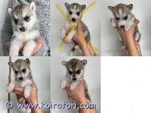 MYYDääN siperianhusky www.koiratori.com-ilmoitus Varattavissa  Suomessa syntyneitä koiran pentuja.Vielä neljä narttua jäljellä. Pennut ovat syntyneet 18.4.2024 ja luovutus aikaisintaan 8-viikon iässä 13.6.24 alkaen. Pennut luovutetaan uusiin koteihin ja ovat eläinlääkärin tarkastamat ,sirutettu ,useaan kertaan madotetut. 
Rokotukset 12 viikon iässä hoitaa uusi omistaja.

Pentujen vanhemmat ovat perusterveitä ja hyväluonteisia. Molemmat omia koiria ja nähtävillä. 

Pennuista tehdään molemmille osapuolille kirjallinen myyntisopimus, josta ilmenee pennun tiedot. Varausmaksu on 350e, joka vähennetään loppusummasta 1350e. Varausmaksua ei palauteta kauppojen peruuntuessa. Ei osamaksua! 

Jos kiinnostuit pennuista laitathan viestiä jossa kerrot itsestäsi, koirakokemuksestasi ja millaiseen kotiin pentu olisi tulossa. 
