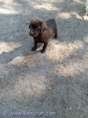 MYYDääN labradorinnoutaja www.koiratori.com-ilmoitus 23.3.2024 syntyneet labradorinnoutajan pentue. Pennut luovutusikäisiä. Heidät on eläinlääkäri tarkistanut sirutettu kaikki pennut olivat terveitä jokaisella oma todistus tarkastuksesta heidät madotettu asianmukaisesti. Etsin heille rakastavia koteja kerro minkälaiseen perheeseen pentua etsit. 