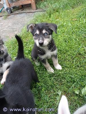 MYYDääN alaskanhusky www.koiratori.com-ilmoitus Omaa kotiaan etsii alaskanhusky narttupentu. 
Syntynyt Suomessa 26.6. eli luovutusiässä 14.8. eteenpäin.
Pentu luovutetaan 2vkon välein madotettuna.
Pentutarkastuksella käyty ja sirutettu 7.8.2024
Rokotukset jäävät uuden kodin vastuulle.
Pentu elää sisällä totutellen kodin ääniin ulkoillen useamman kerran päivässä.
Pennusta odotetaan kasvavan aktiivinen n.+20kg koira. 
Pennulle etsitään valjakkourheilusta/vetolajeista kiinnostunutta tai muuten aktiivista kotia.
Kerrothan hieman heti ensimmäisessä viestissä millaiseen kotiin teillä on koira etsinnässä.
Ensimmäinen yhteydenotto viestillä vuorotyön vuoksi
Varausmaksu 200e joka vähennetään hinnasta pentua noudettaessa, muttei palauteta ostajan peruessa kaupat.
Kokkola, mahdollista kuljettaa 24.8. Helsinkiin. Kuljetus mahdollista järjestää myös muualle Suomeen bensakorvausta vastaan.