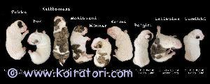 MYYDääN amerikanbulldoggi www.koiratori.com-ilmoitus Varattavissa vastasyntyneitä Amerikan Bulldogin rekisteröityjä pentuja (National Kennel Club, USA) kotikasvattajalla Suomessa. Pennut ovat syntyneet 29.8.2024 Sipoossa ja luovutetaan 8 vk:n iässä 24.10.2024 rekisteröitynä, sirutettuna, rokotettuna, madotettuna ja eläinlääkärin tarkastamina. Pennut saavat myös mukaansa aloituspaketin uuteen kotiin.

Pentujen isä on tuontiuros Kanadasta ja emä on oma kasvattimme kolmannessa polvessa. Rekisteriotteessa näkyy sukupuu kuudenteen polveen asti. Molemmat vanhemmat ovat rekisteröityjä ja eläinlääkärin tarkastamia. Myös pentueelle tehdään eläinlääkärin terveystarkastus ennen luovutusta. 

Pyrimme kasvattajina jatkamaan Amerikan Bulldoggille rodunomaista tasapainoista luonnetta ja tervettä rakennetta. Jalostukseen käyttämämme koirat ovat aktiivisina perhekoirina ja elävät lasten parissa ja perheen mukana. Koirat ovat terveystarkastettuja ja luonteeltaan tasapainoisia. Meillä kasvaneista pennuista useimmmat ovat lapsiperheissä ja edelleen alkuperäisissä kodeissa. 

Moni rotuun tutustunut on menettänyt täysin sydämensä tälle rodulle. Amerikan Bulldoggi on monipuolinen koira ja uskollinen kumppani, josta moni löytää koirassa toivomansa ominaisuudet. 

Amerikan Bulldoggi on luonteeltaan tasapainoinen, rauhallinen, urheilullinen ja toimelias. Rodulla on hyvät hermot jonka ansiosta se sopii hyvin perhekoiraksi, kuin myös uskolliseksi vahtikoiraksi, koska se hallitsee älykkäästi eri tilanteet. Amerikan Bulldoggi on helposti koulutettava, koska se omaa korkean miellyttämishalun omistajaansa kohtaan. Se on ulkoillessa valpas, ulospäinsuuntautunut ja itsevarma. Välinpitämättömyys vieraita kohtaan on rodulle tyypillistä. Amerikan Bulldoggi ei hauku turhasta. 

Ulkonäöltään Amerikan Bulldoggit ovat lyhytkarvaisia, lihaksikkaita ja atleettisia. Rotu osoittaa suurta voimakkuutta, kestävyyttä ja ketteryyttä. Amerikan Bulldoggia on käytetty paljon työtehtävissä, minkä ansiosta se on välttynyt muotojalostukselta. Se on pysynyt suunnilleen saman näköisenä koko historiansa ajan. 

Lisätietoa rodusta löydät koostettuna blogista tofu ja talli: http://tofujatalli.blogspot.com/p/tofu.html?m=1 

Myyjä/kasvattaja: Sini ja Jarkko Pennanen, Sipoo, Suomi. 

Pentueessa availlaan jo silmiään, joten niitä pääsee pian katselemaan - tervetuloa Sipooseen kunhan ajasta sovitaan! :)
