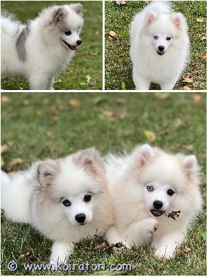 MYYDääN pomsky www.koiratori.com-ilmoitus Etsimme ihania koteja kahdelle suloiselle Pomsky-pojalle, jotka ovat syntyneet 26.5.2024. Pentuilla on eurooppalainen passi ja alkuperäsertifikaatti.

He ovat terveitä, täysin rokotettuja, ja erittäin leikkisiä ja ystävällisiä. Nämä pienet karvapallerot rakastavat ihmisten seuraa ja ovat valmiita tuomaan iloa ja innostusta uusiin koteihinsa.

Pomskyt ovat energisiä ja älykkäitä koiria, joten ne tarvitsevat runsaasti aktiivisuutta ja virikkeitä. Sopivat erinomaisesti perheenjäseniksi, jotka haluavat aktiivista ja leikkisää seuraa!

Jos etsit rakastavaa ja iloista ystävää, nämä Pomsky-pojat ovat täydellinen valinta sinulle. Ota meihin yhteyttä WhatsAppin, Viberin tai sähköpostin kautta, jos olet kiinnostunut tai haluat lisätietoja!