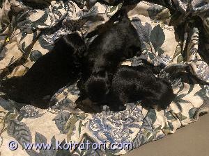 MYYDääN kääpiövillakoira www.koiratori.com-ilmoitus Myydään shitzu/kääpiövillis mix pennut sirutettuna madotettuna ja eläinlääkärin tarkastamina koiravirastoon rekisteröitynä musta-valkoisia,vanhemmat erittäin hyväluonteisia