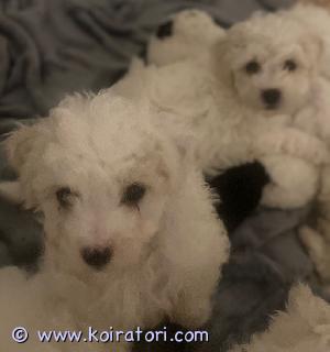 MYYDääN bichonfrise www.koiratori.com-ilmoitus Suomessa 19.9.2024 syntyneet  Bichon frise uros pennut etsii hyvää ja rakastavaa kotia. Pentujen luovutus päivä aikaisintaan 14.11.2024 pennut on käytetty eläinlääkärin tarkastuksessa jossa pennut on sirutettu ja terveeksi todettu, ja dokumentit näistä tulee uudelle omistajalle mukaan.  Ensimmäisen rokotteen antaa uusi omistaja 12viikon ikäisenä. Pennut myös madotetaan 3 kertaa ennen luovutusta uuten kotiin. Rotu on myös allergia ystävällinen eli ei irtoa karva.
Pennut ovat sosiaalisia ja tulevat toimeen myös lasten kanssa koska on kasvaneet perheen keskellä. Emo on myös nähtävissä.
Toivoisin että sinulla olisi kokemusta rodusta. Jos kiinnostuit niin kerro itsestäsi ja kerro myös millainen koti sinulla on tarjota pennulle.
Paikkakunta Tampere
T. Anneli