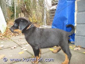 MYYDääN rottweiler www.koiratori.com-ilmoitus 7.9 suomessa syntyneet narttupennut etsii kotia pennut tarkastettu ja sirutettu 1.11 pentujen vanhemmat omia suomessa syntyneitä hyväluonteisia koiria ja myös nähtävillä.
Hinta 1290e ei osamaksua

Tiedustelut 041-3687349