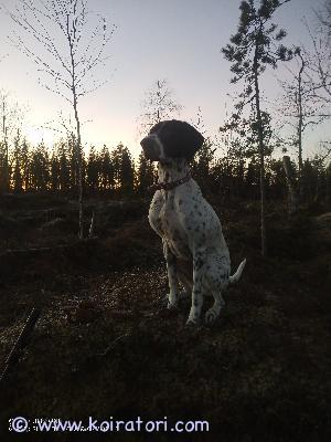 MYYDääN saksanseisoja www.koiratori.com-ilmoitus Myydään/Annetaan 6v leikkaamaton narttu saksanseisoja mix(karkea ja sileä). Toinen koira käynyt joskus päälle jonka takia ei tule toimeen toisien koirien kanssa. On myös sen jälkeen ärähdellyt ihmisille. Toimii metsässä erinomaisesti, seisoo linnut ihan ok. Pysyy pihamaalla irti ja metsällä hakualue noin 300m. Tulee kutsuttaessa nopeasti luo ja pysyy käskystä vierellä.
Luovumme koska perheessä lapsia. 
Myydään/annetaan metsästävään ja lapsettoman kotiin jossa olisi aikaa koiralle.