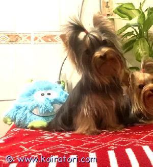 MYYDääN yorkshirenterrier www.koiratori.com-ilmoitus 10 kk nuori, kaunis narttu vapaana. Hän on tosi reipas ulkona, sisällä hiljainen ja hyvin käyttäytyvä nuori yorki. Hyväluonteinen, sis, terveys tarkastettu, annettu siru, kaikki rokotukset on myös säännöllisesti madotettu, eu matkustuspassi kunnossa. Vanhemmat puhtasrotuisia hyväluonteisia koiria, molemmilla viralliset terveystulokset