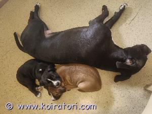 MYYDääN pitbull www.koiratori.com-ilmoitus Myynnissä pitbull mix pentu. Pennun emässä pitbullia ja cane corsoa. Ja isä pitbull. Pennut ovat Suomessa syntyneet 1.11.24 ja ovat kasvaneet kodin arjen keskellä muiden koirien kanssa. Pentuja on madotettu 2 viikon välein ja jatketaan luovutukseen asti. Pentuja totutettu käsittelyyn kynsiä leikattu ja opeteltu myös sisäsiisteyttä. Pennut myydään vain rodun tuntevaan kotiin. Pennut luovutetaan eläinlääkärin tarkastamina ja ruoka virastoon rekisteröitynä. Lisätietoja saa numerosta 0417105893

Pennut sijaitsee Ylöjärvellä 