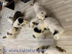 MYYDääN monirotuinen www.koiratori.com-ilmoitus Pentuja.
Kasvatamme terveitä monirotuisia koiria.
Sähköposti: finnish.furs@gmail.com
Puhelin: +358500139084
