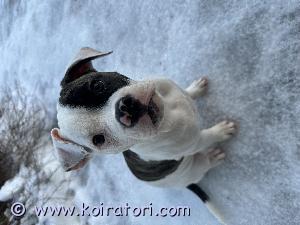MYYDääN amerikanbulldogg www.koiratori.com-ilmoitus Pentu on syntynyt 25.9.24 Äänekoskella ja on elänyt lapsiperheen touhuissa mukana, tottunut monenlaiseen meteliin ja meininkiin ja onkin todella avoin, itsevarma ja rohkealuonteinen tyttö. 

Pennut ovat eläinlääkärin tarkistamia ja siruttamia 19.11.2024, madotettu säännöllisesti, rokotus jää ostajalle ja rekisteröidään National Kennel Clubiin.

Pennun emä on luustokuvattu ja molemmat vanhemmat on rekisteröity NKC-rekisteriin. Pentujen molemmat vanhemmat ovat hyväluonteisia lapsiperheissä eläviä koiria.

Tervetuloa tutustumaan emään ja pentuun sekä kahteen sisarukseen kotiimme Äänekoskelle, kerrotaan mielellämme lisää koirista ja rodusta kiinnostuneille. Kerrothan viestissäsi millainen koti tytölle olisi tarjolla.