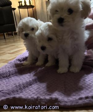 MYYDääN maltipoo www.koiratori.com-ilmoitus Suomessa  15.11.2024 syntyneet maltipoo pentue 

Terveistä puhdasrotuisista  vanhemmista 
Isä maltan koira   Emo kääpiövillakoira 

Luovutus alkaen 10.01.2025
Pennut luovutetaan sirutettuna ja  terveystarkastettuna

Madotettu asianmukaisesti 2 viikon välein 
Sosiaalisia  mahtavia veijareita tottuneet lapsiin 

Pennut luovutetaan ainoastaan hyvään ja rakastavaan kotiin 

Soita ja kerro millainen koti sinulla olisi tarjota 
