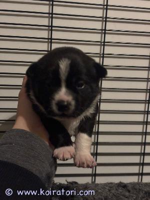 MYYDääN sekarotuinen www.koiratori.com-ilmoitus Myydään pieniä sekarotuisia narttupentuja koko aikuisena n. 6-8kg.
Pentujen väritys on kaikilla brindle valkoisin merkein. Muistuttavat tällähetkellä mini Am.Akitaa.
Pennuilla on isona pystyt korvat ja lyhyehkö, helppohoitoinen turkki. Pennuista tulee todennäköisesti harvoin haukkuvia, omaan perheeseen voimakkaasti kiintyviä ja myös kerrostaloon sopivia seurakoiria.
Pennuille ei tule lyhyitä jalkoja, valtavia silmiä tai muitakaan liioiteltuja piirteitä.
Pennut syntyivät 10.12.2024 ja ovat luovutusikäisiä 29.1.2025
Tottuneet kodin ääniin ja käsittelyyn.
Ennen luovutusta pennut ovat Eläinlääkärin tarkastamat, sirutetut, rekisteröity R rekisteriin sekä madotettu useamman kerran.
Molemmat pentujen vanhemmat ovat perusterveitä, samoin kuin isovanhemmat. Isä on tutkittu terveäksi: Lonkat, polvet, silmät, sydän.