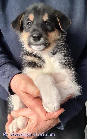 MYYDääN alaskanhusky www.koiratori.com-ilmoitus Varattavissa alaskanhuskyn pentuja, molempia sukupuoia on vapaana.

Pennut ovat syntyneet 22.11.2024 ja ovat luovutuksessa 10.01.2025 alkaen.

Pennut syntyivät sisällä kodissamma ja opettelevat myöhemmin säiden niin salliessa ulkoilemaan tarhassa.

Pennut madotetaan 3 kertaa ja käytetään eläinlääkärin tarkistuksessa jolloin myös sirut asennetaan.
Molemmat vanhemmat ovat tavattavissa.
Ota rohkeasti yhteyttä ja tule tutustumaan.
Toivomme löytävämme pennuille pysyvät kodit.
Videoit https://www.youtube.com/user/ipe1957