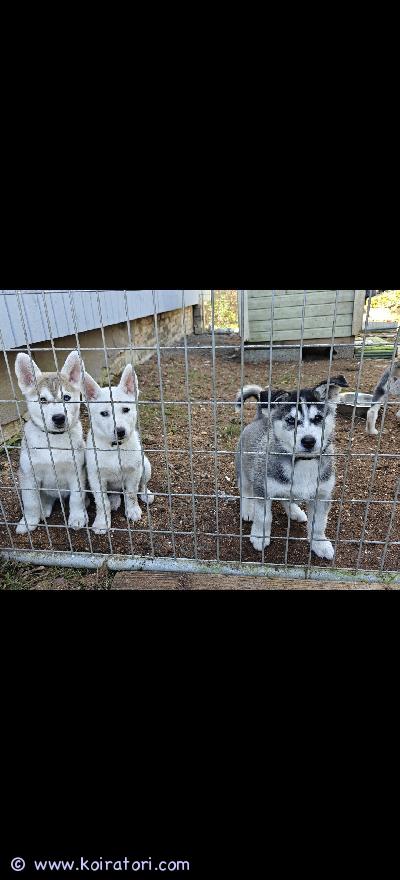 myydään husky-mix www.koiratori.com-ilmoitus 03.08.2025 suomessa syntyneet hysky-mix pennut varattavissa. Kolme pentua vapaana, ruskea uros, valkoinen narttu ja musta narttu. Luovutetaan sirutettuna, useasti madotettuna ja eläinlääkärin tarkastamina aikasintaan 8 viikon ikäisinä eli 28.09 alkaen, osaaviin ja aktiivisiin koteihin. Ei sovellu kerrostaloon eikä ensimmäiseksi koiraksi. Molemmat vanhemmat omia kotikoiria, jotka  ovat nähtävissä. Varausmaksu on 200€ joka vähennetään kauppahinnasta pentuja noudettaessa, sitä ei palauteta ostajan peruessa kaupat. Ei osamaksua. Otathan yhteyttä vain jos pystyt tarjoamaan pennulle aktiivisen ja rakastavan kodin.