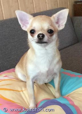 MYYDääN chihuahua www.koiratori.com-ilmoitus Ihana chihutyttö etsii loppuelämän kotia. Ikää on 5-vuotias, , osaa tehdä tarpeet ulos,  pissata myös pissilapulle päälle.
hän on sosiaalinen, osallistunut menestyksekkäästi näyttelyihin, läpäissyt terveystarkastuksen ja on terve koira.
eläinlääkärintodistus, rekisteröity, siru ja myös madotukset ok., vain kotisuosikkina.
jos olet kiinnostunut, esittele itsesi. Yht otot sähköpostin kautta.