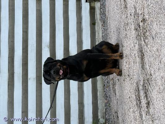 myydään rottweiler www.koiratori.com-ilmoitus 1.7 vuotias rottweiler narttu etsii uutta rotutietoista ja aktiivista kotia.
Koira on syntynyt 5.2.2024 Latviassa ja on tuotu suomeen.
Rekisteröity skl.
Koira on rokotettu ja madotettu asianmukaisesti sekä eläinlääkäri tarkastettu.
Sirutettu 28.03.2024
Koira osaa peruskäskyt ja on kiltti mutta on myös leikkisä.
Koira tarvitsee rodun tietoista ja aktiivista kotia.
Haasteena on hihnassa nätisti kulkeminen ja tarvitsee ylipäätänsä vielä opettelua.
Joudun luopumaan koirasta muuttuneen elämäntilanteen vuoksi.
Koira on ihmisystävällinen ja on ollut lastenkanssa.
Myyjä: Santtu kangas 
Ei osamaksua tai hupikyselyitä!!!