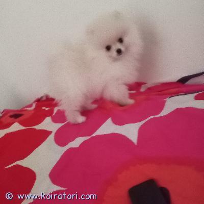 myydään pomeranian www.koiratori.com-ilmoitus  pomeranian pentu (3kk)etsii rakastava kotia.pentu on rokotettu ja madotettu.mahdollinen osamaksulla.eläinlääkerin todistuksen saa mukaan.