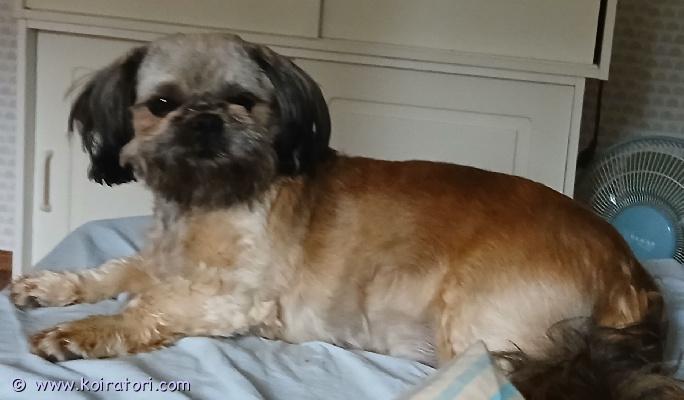 myydään shihtzu www.koiratori.com-ilmoitus 5v kiltti ja tottelevainen, ihmisläheinen seurakoira. Hiljainen ja allergiasoimaton rotu.