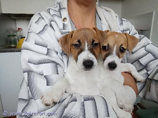 myydään jackrussellinterrieri www.koiratori.com-ilmoitus Sileäkarvaiset jackrusselit poika ja tyttö etsivät uuttaa kotia. Syntyneet suomessa 25.6.2025 
( 3,5 kk ikäisiä)
ovat jo rokotettu ((nelonen ja rabies). Eläinlääkäriltä todistus ja rokotuskortti. Ei rekisteröity. Koti lemmikki. Ihania syli koiria. On parras kaveri!
vanhemmat ovat omia koiria ja nähtävissä.
puh. 0468877759