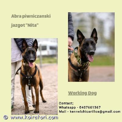 myydään belgianpaimenkoira www.koiratori.com-ilmoitus Suomeksi
english post below

pentusuunnitelmia!
maaliskuu 2026

tulevat pennut rekisteröidään asianmukaisesti suomen kennelliittoon fci. Pentue lähtee uusiin koteihin hyvin sosiaalistettuina, eläinlääkärin tarkastamina sekä madotettuina. Pennut tulevat elämään normaalin perhearjen keskellä.

pentujen mukana tulee kattava pentupaketti, johon kuuluu tietysti kasvattajan elinikäinen tuki. Paketissa on mm. Sukupuu, pentuopas, tuttua ruokaa, vilttiä jne.

pennuista odotetaan hyviä harrastuskoiria erityisesti suojeluhoimmiin, mutta myös potkua varmasti muihinkin lajeihin löytyy.

pentueen emän kanssa on tehty bh sekä treenataan mahdollisesti kohti tk1. Narttu on hyvin aktiivinen koira, ja tältä löytyy kokoa 29kg verran. Siro kuitenkin rakenteeltaan, ja liikkuu sulavasti. Erittäin avoin koira, joka rakastaa ihmisiä, mutta osaa treenatessa olla välinpitänmätön. Ei ääni taikka alustaarkuuksia. Ruoka maistuu ilman kutinoita tai muitakaan ongelmia. Todella saalispainotteinen koira, joka rakastaa tekemistä. Hiukan dominoiva luonne, mutta kuitenkin erittäin miellyttämishaluinen ohjaajalle. Tasapainoinen narttu, joka toimii myös paineen alla.

uroksen omistajan kertomaa

bandit on 32 kg painava malinois, jolla on upea rakenne. Tämä on tehnyt bhta vastaavan kokeen, stmrn ja treenaa mr1 varten. Uros on sosiaalinen ihmisten ja eläinten kanssa, sekä tällä on loistava on ja off kytkin. Kun bandit työskentelee, tämä on hyvin keskittynyt ja ottaa tehtävänsä vakavasti. Uros ottaa purut erittäin vakavasti, eikä sählää turhia, toimii myös paineen alla loistavasti. Bandit toimii erilaisissa ympäristöissä ongelmitta, eikä pelkää minkäänlaisia ääniä tai alustoja. Ei allergioita myöskään ja syö ruokansa mielellään ilman muitakaan ongelmia. Uros on itsenäinen ja pystyy työskentelemään kaukana ohjaajastaan. Tällä on todella paljon saalisviettiä, eli hyvinkin motivoitavissa oleva koira. Kaikin puolin tasainen ja kiva kaveri arjessa.

pentujen vanhemmat ovat tutkittu laajasti, ja täyttävät pevisa ehdot.



english
suomeksi ylempänä

puppyplans
march 2025

puppies will be registered to finnish kennel club fci. Puppies will move to their new homes well socialized, checked by vet and wormed. They will live in the middle of the normal family life.

puppies will leave with a comprehensive puppy packet. Including lifelong support of the breeder. In packet there is for example, pedigree, puppy guide, familiar food, planket etc.

puppies are expected to be good sportdogs. Particularly to protection, but also to other sport.

the dam of the litter has passed the bh test and is possibly training towards the tk1 title. The female is a very active dog, weighing around 29kg. She is however slender in build and moves gracefully. An extremely open dog who loves people but can be indifferent during training. No issues with noise or surface fears. She eats well without itching or any other problems. A very prey-driven dog who loves having tasks to do. Slightly dominant in nature but very eager to please her handler. A balanced female who performs well under pressure.

males owner told

bandit is a 32 kg malinois with an outstanding structure. He has passed a test equivalent to the bh, the stmr, and is training for the mr1 title. The male is social with both people and animals, and has an excellent on and off switch. When bandit is working, he is highly focused and takes his tasks seriously. He takes bite work very seriously and doesnt mess around, performing excellently under pressure. Bandit works seamlessly in different environments and is not afraid of any sounds or surfaces. He also has no allergies and enjoys his food without any issues. The male is independent and can work away from his handler. He has a strong prey drive, making him highly motivatable. Overall, he is a well-balanced and pleasant companion in everyday life.

the parents of the puppies have been extensively tested and meet the pevisa requirements.