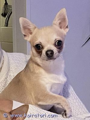 astutukseen chihuahua www.koiratori.com-ilmoitus Tarjotaan astutukseen chihuahua uros. Terve ja hyväluontoinen. Ikä 2v ja paino noin 2,5kg. Yhteydenotto whatsapp viestitse numeroon 0504098204