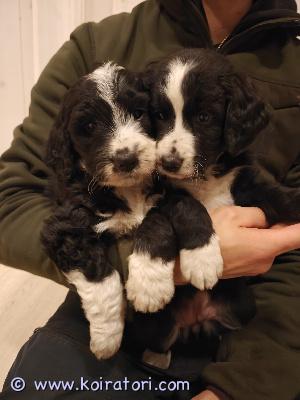 myydään bernedoodle www.koiratori.com-ilmoitus 6 viikkoiset berninpaimenkoira - villakoira pennut vielä varattavissa uusiin koteihin! Eläinlääkäritarkastetut, sirutetut ja madotetut pennut, terveystutkituista vanhemmista! 

tutustu https://www.kennelsweetdog.com/