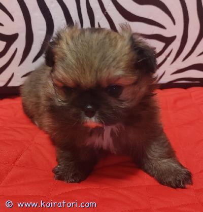 myydään sekarotuinen www.koiratori.com-ilmoitus Ihana ja hyväluonteinen, todella reipas ja aktiivinen narttupentu, on tottunut toisiin koiriin. Syntynyt Suomessa, japanese chin-emo ja  kleinspitz -isä. Pentu tulee emon näköiseksi.  Aikuisena paino  noin 5 kiloa. Pennun luovutus madotettuna,  mikrosirutettuna  ja eläinlääkärin tarkastettuna. Ikä 7 viikkoa.