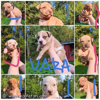 myydään americanpitbull www.koiratori.com-ilmoitus 31.07.25 syntyi 9 pentua
6 urosta ja 3 narttua jotka etsivät omaa kotia.

emä on rauhallinen, tervepäinen bluenose pitbull joka rakastaa ihmisiä.

uros on rednose joka rakastaa myös ihmisläheisyyttä ja tulee kaikkien kanssa toimeen.

pennut madotetaan ja pentutarkastetaan ennen uuteen kotiin luovuttamista

pennuista pyydämme 300e varausmaksun jota ei palauteta peruutuksen tapahtuessa.

pennut elävät lapsiperheen arjen keskellä ja muiden koirien joten tulevat tottumaan perus arkeen.

pentuja saa tulla katsomaan ja valitsemaan oman pikku mussukan jonka ottaisi kotiinsa. 