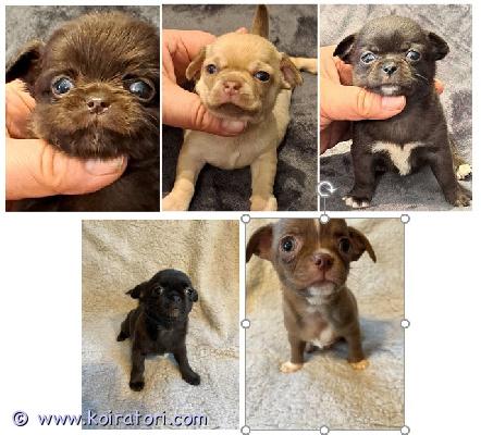 MYYDääN chihuahua www.koiratori.com-ilmoitus Chihuahua puppies for sale. Two litters were born on august 20th and 25th. Longhaired and smooth-haired varieties. Price: 800-1000 euros. Puppies will have a europass, microchip, vaccinations, and a sales contract. They will be rehomed at the end of the month. Delivery to helsinki is available for an additional fee.