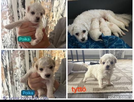 myydään bichonfrice www.koiratori.com-ilmoitus Myydään bichon frisé -pentu rakastavaan kotiin ????????

rotu: bichon frisé
syntynyt: 18.9.2025
luovutusvalmis: 13.11.2025 alkaen täyttänyt 8 viikkoa
sukupuoli: narttuja 2, uroksia 2.
sijainti: kurikka
hinta: 1800 € varaus maksu 200e

iloinen ja seurallinen bichon frisé -pentue etsii uutta, rakastavaa kotia. Pennut kasvavat lapsiperheessä, tottuneet arjen ääniin ja käsittelyyn. Sopii loistavasti perhekoiraksi, allergiaystävällinen turkki ei lähde karvaa.

pentue on madotettu säännöllisesti, ja se saa eläinlääkärin pentu tarkastuksen. Sekä kaikki muut viralliset asiat hoidettuna luovutus hetkellä

vanhemmat: molemmat vanhemmat ovat terveitä ja hyväluonteisia perhekoiria, emä nähtävissä paikan päällä.

toivomme pennuille kotia, jossa on aikaa, sitoutumista ja paljon rakkautta tarjolla. ????

???? yhteydenotot: +358 45 1793892  tenho koivisto
lisätietoja ja kuvia saa kysymällä!
