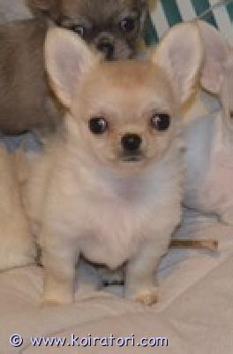 MYYDääN chihuahua www.koiratori.com-ilmoitus Chihuahua, naaras, pitkäkarvainen, kaunis, iloinen lapsi. Tarjotaan rakkaaksi lemmikiksi perheen kotiin. Asiakirjat, euro passi, siru, rokote, madotus . Lisäkysymykset sähköpostitse : kitanakitana1234@bk.ru
tyttöjä on vielä kaksi, värillisiä blue fawn pitkäkarvainen .
