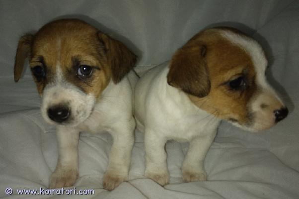 myydään Jackrusselinterrieri www.koiratori.com-ilmoitus Suomessa 3.9. syntyneet russelitytöt. Luovutus 22.9. Reippaat pennut hyviin koteihin. Ulkoiluun totuteltu ja penturuoka maistuu hyvin. Tottuneet lapsiin. Ei osamaksua. 