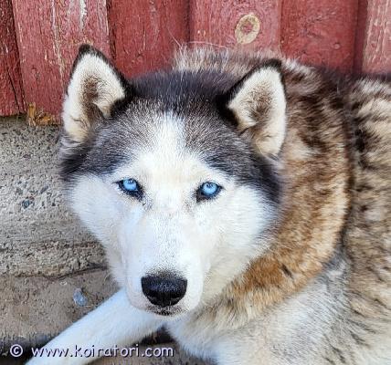 annetaan husky www.koiratori.com-ilmoitus Nouba etsii loppuelämän kotia.
hän on 7 v husky, joka on toiminut jonkin verran valjakkokoirana, mutta ne hommat eivät ole ikinä kovasti häntä kiinnostaneet. Sen vuoksi olemme päättäneet, että jos hänelle löytyisi eläinrakas koti, jossa muhkea sohva jossa nukkua, pikku kävelylenkkejä silloin tällöin, hyvää ruokaa ja herkkupaloja, rapsutusta, hellyyttä ja rakkautta, niin olemme valmiitä hänestä luopumaan. Nouba tulee toimeen hyvin muiden koirien kanssa. Ota yhteyttä, jätä tekstiviesti jos en vastaa, niin jutellaan lisää. 