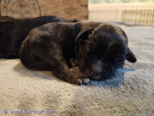 myydään tibbe-pon-labradori-mix www.koiratori.com-ilmoitus Varattavissa 16.10 syntyneet pennut erikoisesta yhdistelmästä. Pentueessa on 4 urosta ja 3 narttua. Pääväri on musta, valkoisin ja ruskein merkein. Pentujen emo on tiibetinterrieri ja isä pon-labradori sekoitus.

Pennut kasvavat lapsiperheessä ja tottuvat pienestä asti kodin kaikkiin ääniin, muihin koiriin ja kissoihin. Luovutettaessa ne ovat madotettu säännöllisesti, sirutettu ja terveystarkistettu eläinlääkärillä, josta ostaja saa todistuksen. Ne ovat myös rekisteröity viranomaisrekisteriin. Pennut ovat valmiita muuttamaan uuteen kotiin 7-8 viikon iässä 4.12 jälkeen.

Pentujen emo on todella kiltti perhekoira, joka rakastaa ulkoilua ja haluaa olla kaikessa menossa mukana. Haukkuu vieraille, mutta ei ole muuten äänekäs. Rakastaa kaikkia ihmisiä, koiria ja kissoja. Tiibetinterrierierin turkki kaipaa säännöllistä harjausta, tai sitten turkin voi pitää lyhyenä. 

Isä on keskikokoinen mix (pon-labradori). Sillä on rento luonne ja tulee kaikkien kanssa toimeen. Todella kiltti perhekoira, joka rakastaa rapsutuksia. Isän turkki on todella helppohoitoinen, ei tiputa karvaa ja helppo harjata. 
kummallakaan vanhemmalla ei ole saalisviettiä.

Pennun varausmaksu on 300 euroa ja loput 1200 maksetaan noudon yhteydessä. 

Kuulostaako tämä sinulle sopivalta pennulta? Ota yhteyttä niin kerron mielelläni lisää vanhemmista ja pennuista. Lisää kuvia saatavilla sekä pennuista että vanhemmista.
Kerrothan vähän itsestäsi ja millaiseen kotiin pentu olisi tulossa. En vastaa pelkkiin kuvakyselyihin :). 