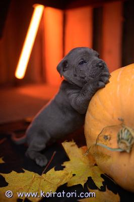 MYYDääN canecorso www.koiratori.com-ilmoitus Vielä muutama narttupentu varattavissa 28.9 syntyneestä pentueestamme.pennut rekisteröidään eestin kennelliittoon ja ne on luovutushetkellä eläinlääkärin tarkastamat sekä siruttamat ja niille on tehty iänmukaiset rokotukset sekä useasti saaneet madotuksen.vanhemmat on terveet ja erittäin hyväluonteiset ja molempiin saa tulla tutustumaan.mukaan pennulle annamme kattavan pentupaketin sekä kasvattajan loppuelämän tuen.mikäli olet pidempään miettinyt corsoa perheenjäseneksi ja sinulla on kaikki edellytykset kunnossa sekä pennun hankinta ajankohtaista soita tai laita viestiä whatsupp +37255628699 niin kerron lisää(myös suomeksi)osamaksu mahdollisuus