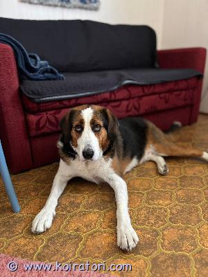 annetaan ajokoira-mix www.koiratori.com-ilmoitus Etsitään pikaisesti uutta rakastavaa kotia Aatulle, mieluiten maalle ainoaksi koiraksi, omistajien huonontuneen terveyden vuoksi. Vajaa 6-vuotias leikattu ja sirutettu suomenajokoira/ beagle/amerikankettukoira-mix. Hyvä luonteinen ja kiltti, viettänyt seurakoiran elämää, ulkona nenä toimii ja huomioi näköpiirissä olevat jänikset yms metsän eläimet. Tottunut olemaan yksin kotona ja viettänyt aikaa myös lapsien kanssa. 