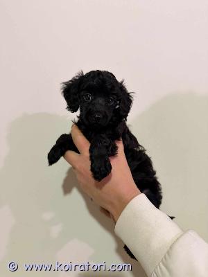 myydään villakoira www.koiratori.com-ilmoitus Iso kääpiö/pieni keskikokoinen villakoira narttu ja uros vapaana ja valmiita uusiin koteihin 5.1 alkaen. molemmat mustia väriltään. Uros hieman isompi. vanhemmat terveitä. Pennut madotettu, sirutetty sekä ell tarkastett. 